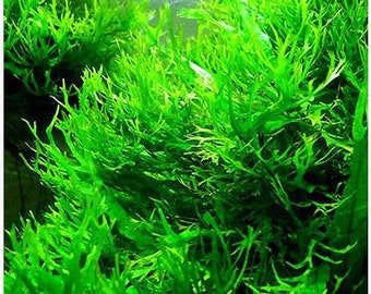 Java Fern Lace Microsorum Pteropus v. Windelov Aquarium Plant 2 pack