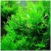 see more listings in the Aquarium Plants section