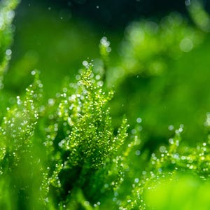 May include: Close-up of green moss with a blurred background. The moss has a soft, velvety texture and appears to be covered in tiny droplets of water.