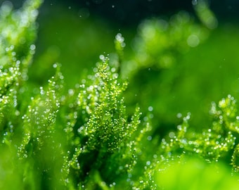 Flame Moss Taxiphyllum Freshwater Aquatic Aquarium Plant, Asian Flame Moss, Live Moss, Living Moss, Aquarium Moss, Portions cups 3.5 oz