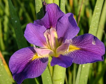 King Creole Iris Winter Hardy Aquatic Pond Marginal Bog Plant 6 pack