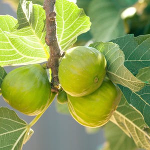 May include: Close-up of green figs growing on a fig tree branch. The figs are round and have a smooth skin. The leaves of the fig tree are green and have a textured surface.