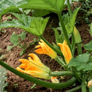 K&ouml;nnte beinhalten: Nahaufnahme einer Zucchini-Pflanze mit mehreren leuchtend gelben Bl&uuml;ten, die bl&uuml;hen. Die Pflanze w&auml;chst in einem Gartenbeet mit brauner Erde.