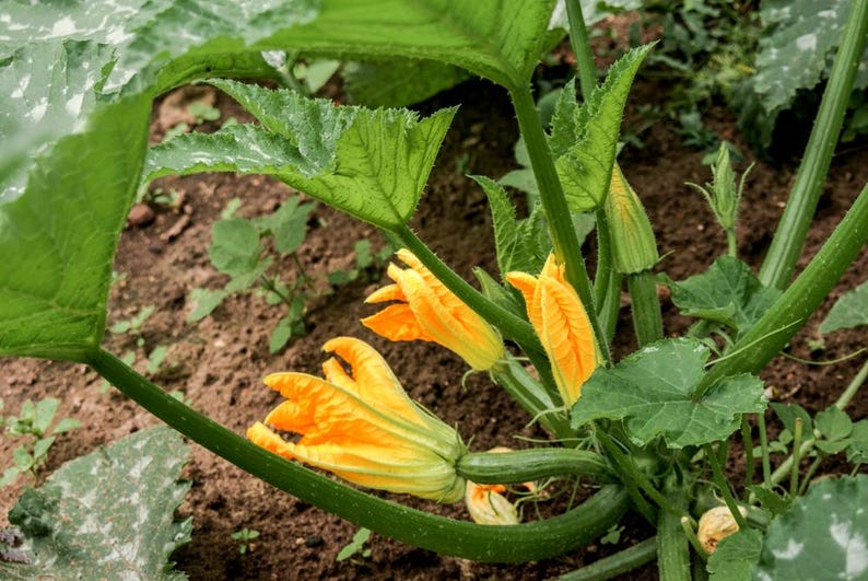 K&ouml;nnte beinhalten: Nahaufnahme einer Zucchini-Pflanze mit mehreren leuchtend gelben Bl&uuml;ten, die bl&uuml;hen. Die Pflanze w&auml;chst in einem Gartenbeet mit brauner Erde.