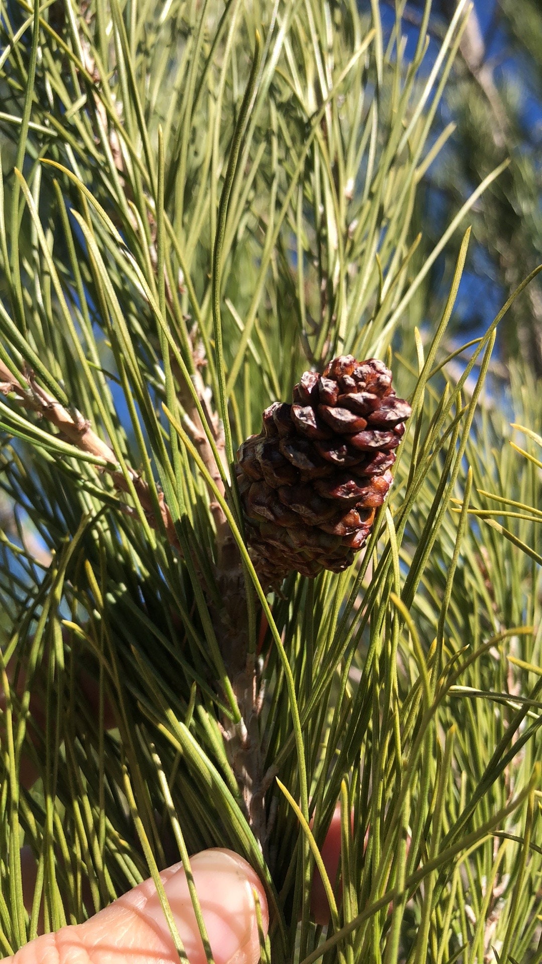 Afghan Pine, Pinus Brutia Var. Eldarica, Eldarica Pine, Desert Pine ...