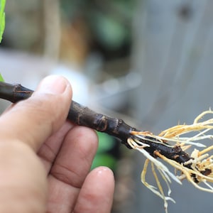 Organic Kadota Fig Cuttings 6 stems Fresh cut at time of shipping