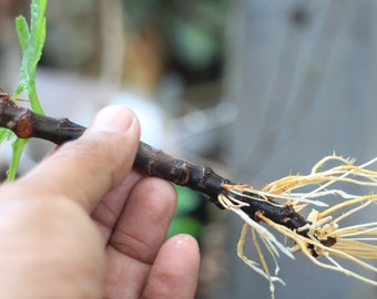 Organic Kadota Fig Cuttings 6 stems Fresh cut at time of shipping NOT ROOTED