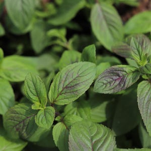 May include: Close-up of a patch of green mint with some leaves having a purple hue.