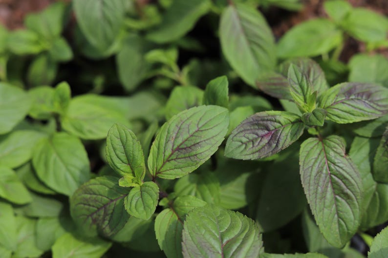 AZGARDENS Aquatic Mint - Thumbnail 3