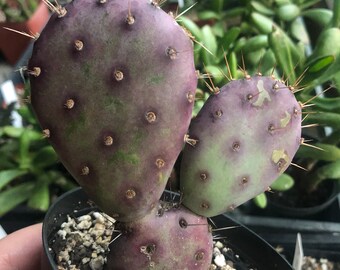 Opuntia Baby Rita, Purple Prickly Pear Cactus, Santa Rita Prickly Pear Cactus, Purple Cactus