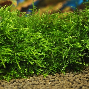 May include: A close-up of a lush green moss plant, commonly used in aquariums and terrariums. The moss is growing in a dense, velvety texture, creating a natural and vibrant look.