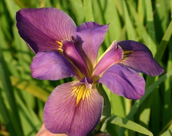 Professor Claude Iris Winter Hardy Aquatic Pond Marginal Bog Plant 6 pack