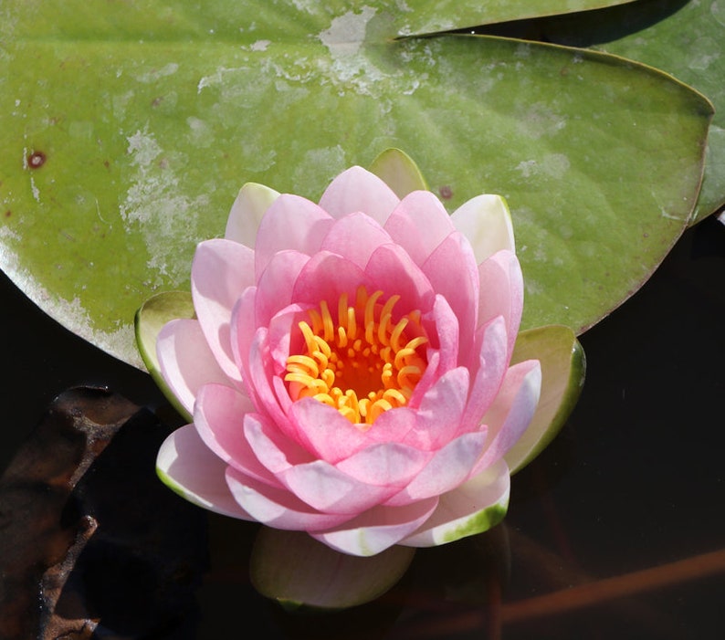 AZ Gardens Water Lily - Thumbnail 5