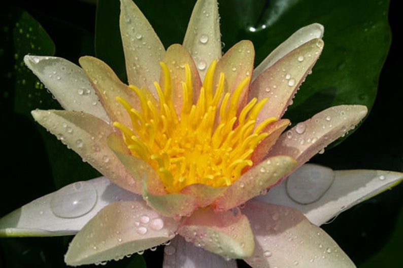 AZ Gardens Sioux Water Lily