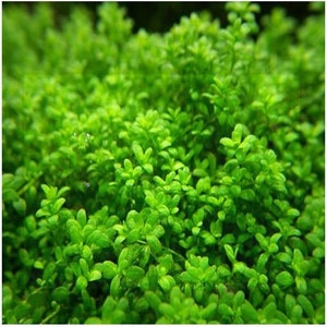 Dwarf Baby Tear Hemianthus callitrichoides 2 Potted Aquarium Plant image 2