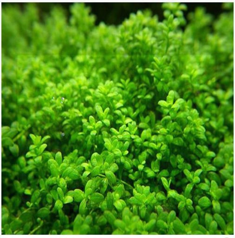 Dwarf Baby Tear Hemianthus callitrichoides 2 Potted Aquarium Plant image 2