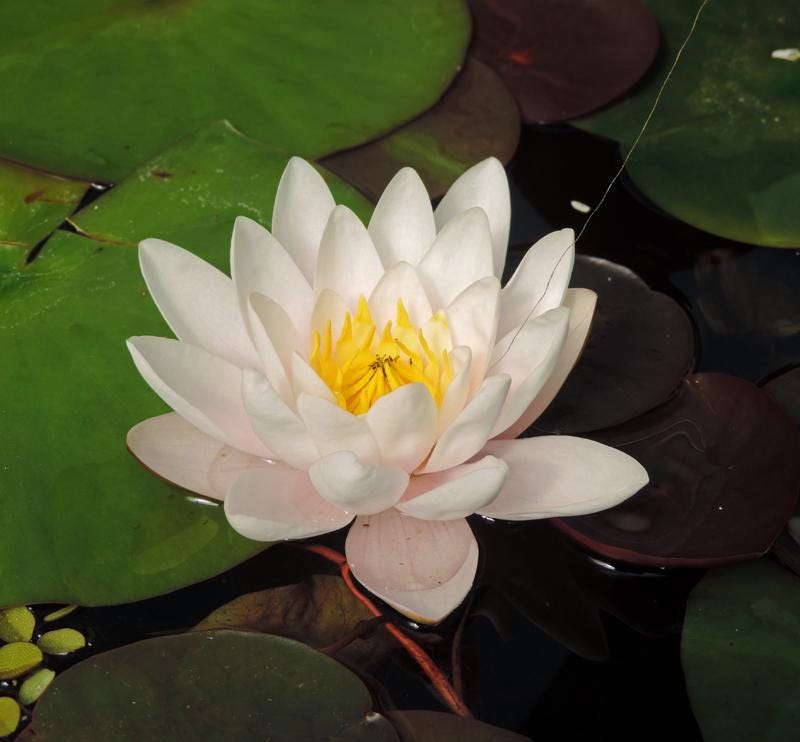 Marliacea Albida or Nymphaea ‘Marliacea Albida’ Winter Hardy Water Lily 3 plant pack