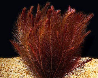 Rotala Wallichii 3 pack of bunch plants, Whorly Rotala and Red Pinetree Freshwater Aquarium Plant