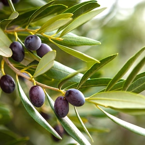 May include: Close-up of a branch of an olive tree with dark purple olives and green leaves.