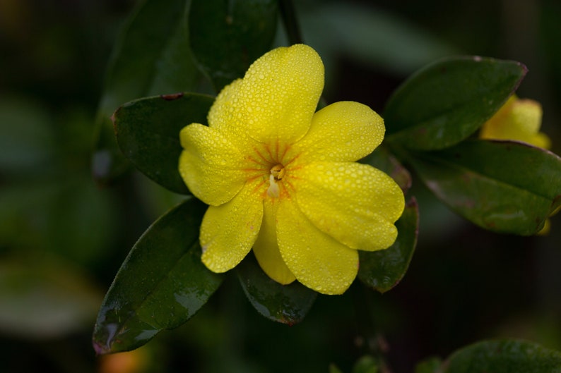 Primrose Jasmine, Chinese Jasmine, Jasminum primulinum, Jasminum mesnyi 6 cuttings 7 each image 7