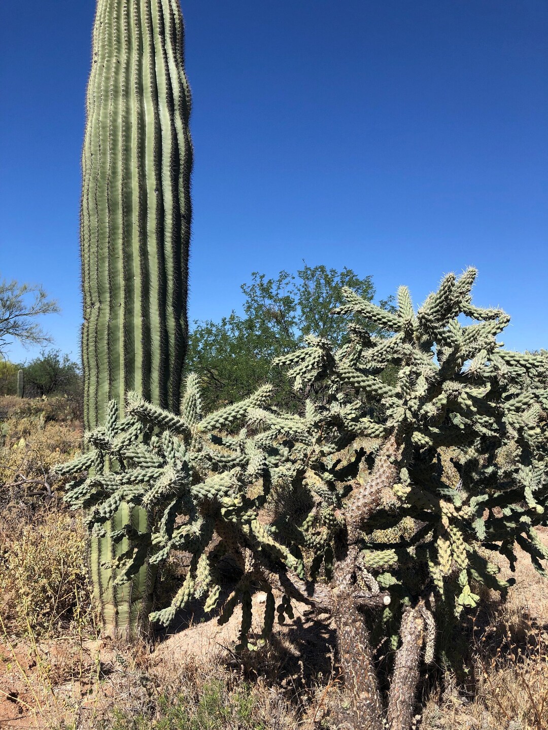 Jumping Cholla, Hanging Chain Cholla or Cylindropuntia Fulgida 3