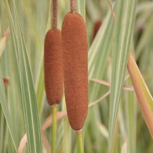 Cattail Variegated or Typha latifolia ‘variegata’ Winter Hardy Pond Marginal Bog Plant 2&quot; Pot, 6 plant pack