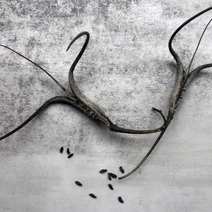 Devils Claw, Grapple Plant, Wood Spider, Unicorn Plant or Proboscidea parviflora Seeds 10pk or Claw