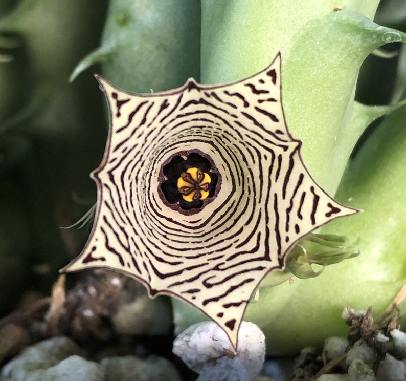 Huernia Mccoyi 1 plant Stapelia Starfish flower cactus Succulent image 1