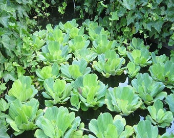 Rosette Water Lettuce or Pistia Stratiotes Floating Aquatic Pond Plant (pack of 6 lettuce)