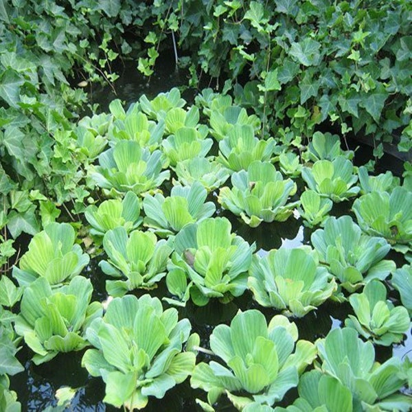 Rosette Water Lettuce or Pistia Stratiotes Floating Aquatic Pond Plant (pack of 6 lettuce)