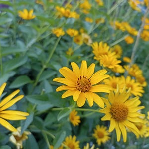 Tithonia diversifolia, Mexican Sunflower, Wild sunflower, Shrub sunflower, Bolivian sunflower Seeds 20 pack