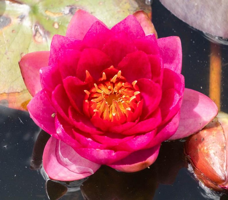 AZ Gardens Perry's Fire Opal Water Lily - Thumbnail 4