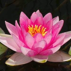 Nymphaea ‘Fabiola’ Winter Hardy Water Lily, Pond Plants, Water Garden Plants, Flowering Plants for Ponds, Water Lilies, 3 pack of Lilies