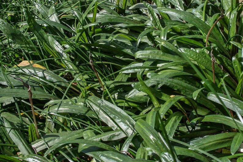 Op de afbeelding: Een close-up van een stukje weelderig groen gras met lange, smalle bladeren. Het gras groeit in een dichte bos, waardoor een textuurrijke en levendige achtergrond ontstaat.