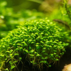 May include: Close-up of a vibrant green aquatic plant, likely used in aquariums. The plant has small, rounded leaves and delicate stems, creating a dense, textured appearance. The image is well-lit, highlighting the plant's fresh, healthy look.