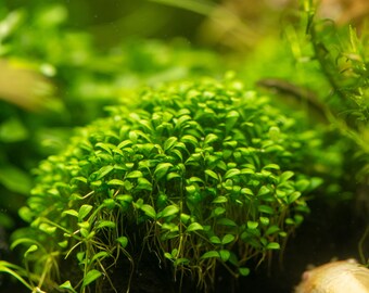 Glossostigma Elatinoides Freshwater Aquarium Plant Grown on a Mat 3"x5"