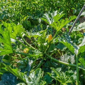 K&ouml;nnte beinhalten: Nahaufnahme einer Zucchini-Pflanze mit gro&szlig;en gr&uuml;nen Bl&auml;ttern und gelben Bl&uuml;ten. Die Pflanze w&auml;chst in einem Garten.
