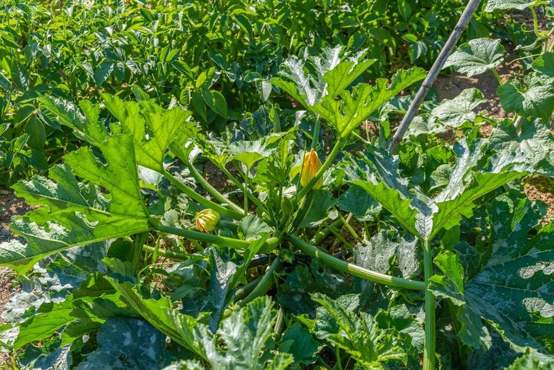 K&ouml;nnte beinhalten: Nahaufnahme einer Zucchini-Pflanze mit gro&szlig;en gr&uuml;nen Bl&auml;ttern und gelben Bl&uuml;ten. Die Pflanze w&auml;chst in einem Garten.