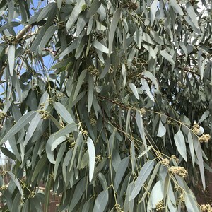 Eucalyptus Leaves 100+ Fresh Picked Home Decoration, Crafts Goods, Natural Remedies, Organic Eucalyptus, Biodegradable Wedding Toss Confetti image 7