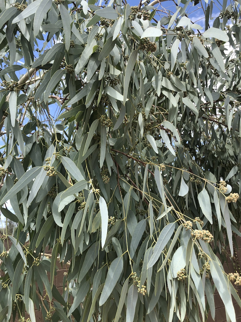 Eucalyptus Leaves 100+ Fresh Picked Home Decoration, Crafts Goods, Natural Remedies, Organic Eucalyptus, Biodegradable Wedding Toss Confetti image 7