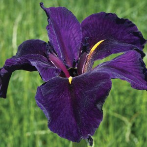 May include: A single dark purple iris flower with yellow accents in the center. The flower is in focus and the background is blurred.