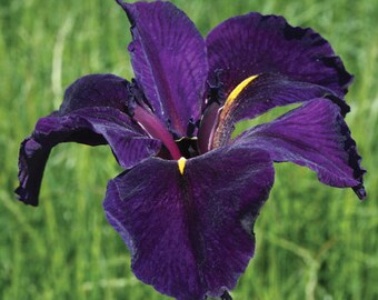 Full Eclipse Iris Winter Hardy Aquatic Pond Marginal Bog Plant 6 pack