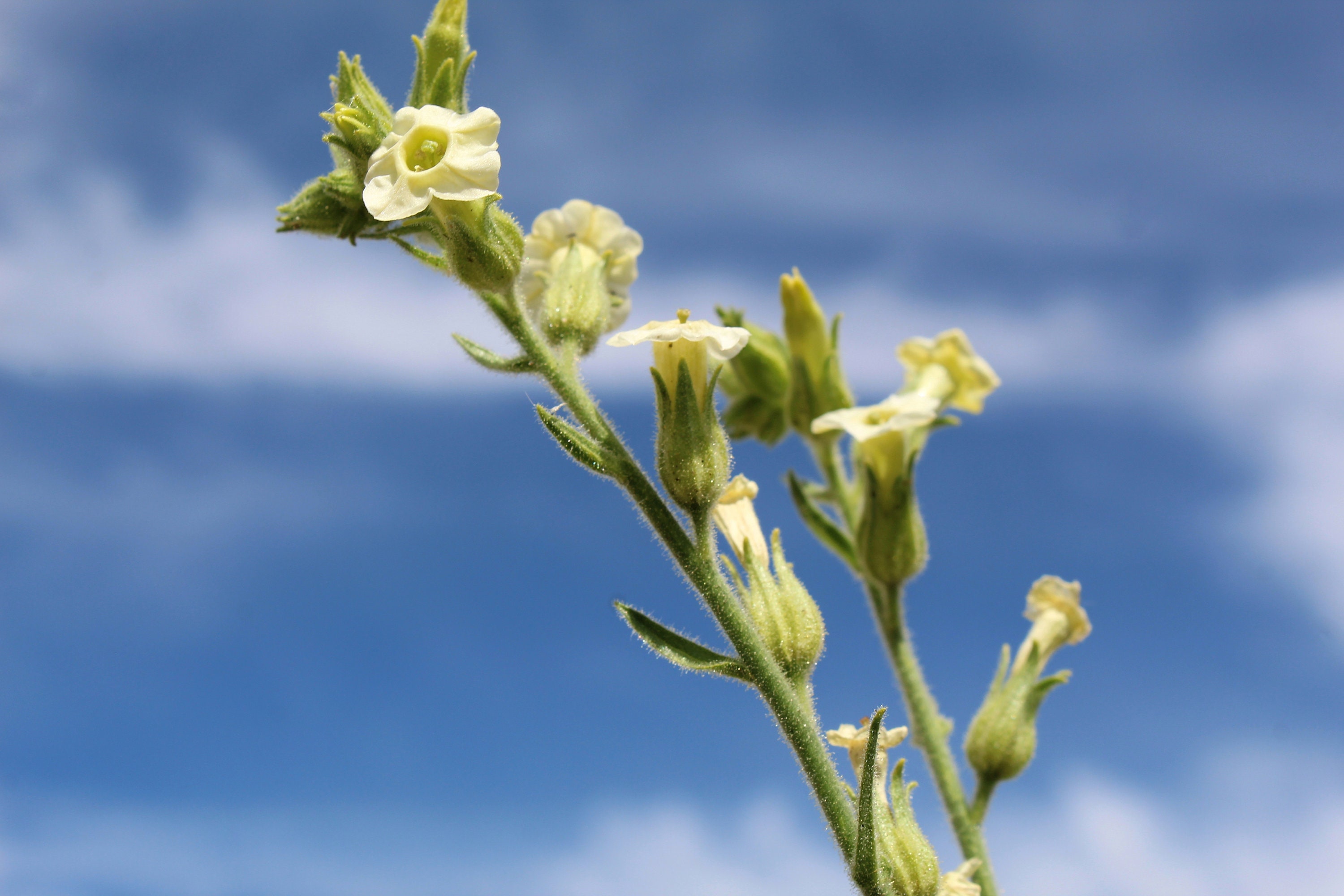 tobacco tree sahara desert Desert Tobacco Nicotiana Obtusifolia Var. Obtusifolia Organic Hand  Collected Seeds 20 Pack