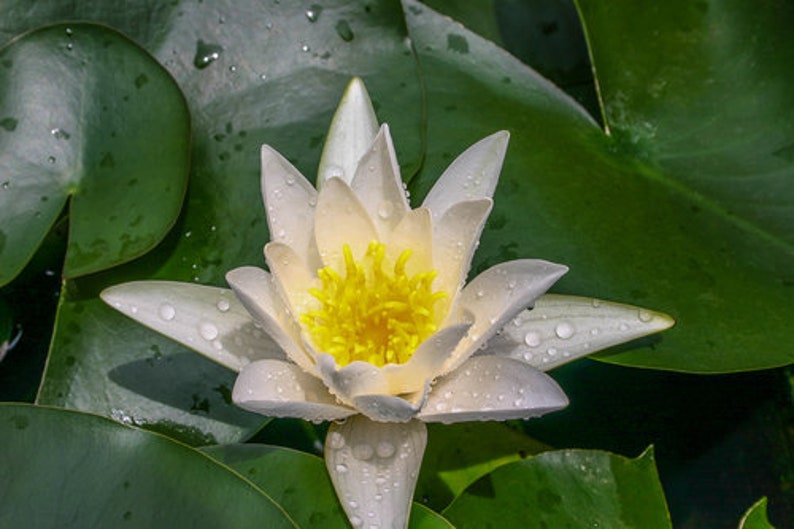 AZ Gardens Hermine Water Lily