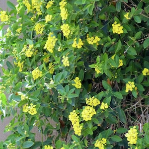 May include: A vibrant image of a climbing plant with bright yellow flowers and lush green leaves. The plant is densely packed, creating a full and textured appearance. The yellow flowers are clustered together, adding pops of color.