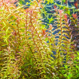 May include: Close-up of aquatic plants with vibrant green, yellow, and red hues. The image showcases the intricate details of the plant's leaves and stems, creating a visually appealing underwater scene. The plants are likely used for aquarium decoration.