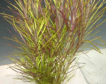 May include: A bunch of green and red aquatic plants with long, thin leaves. The plants are growing in a clear water tank.