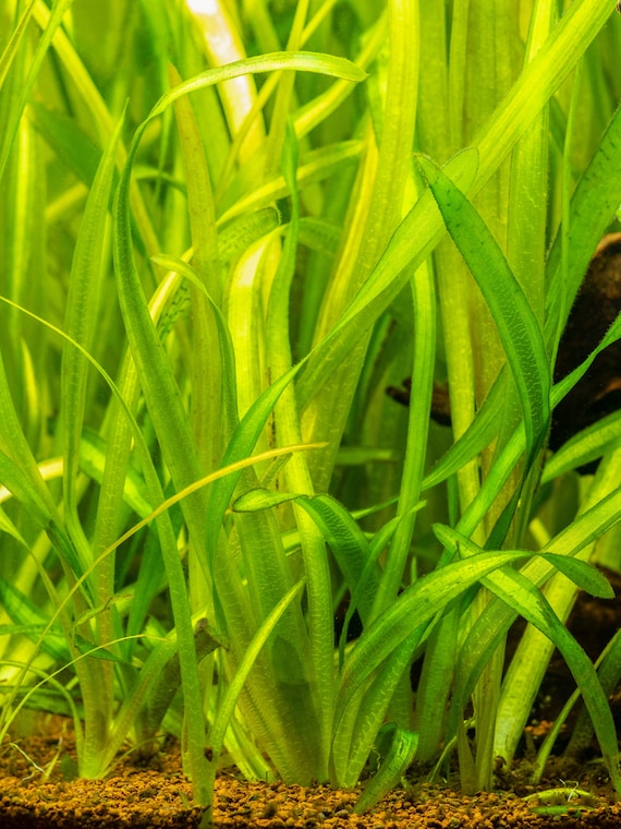 VALLISNERIA ITALIAN, Vallisneria Spiralis, Straight Vallisneria, Tape  Grass, Eelgrass, Freshwater Aquarium Plant 5 Pack - Etsy