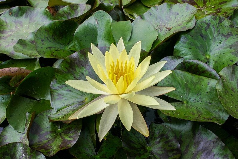 Nymphaea ‘Sulphurea Okeechobee’ Winter Hardy Water Lily - Thumbnail 3