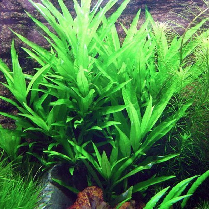 Hygrophila Corymbosa Stricta or Broad-Leaf Temple Bunched Aquatic Plant 3 bunches image 1